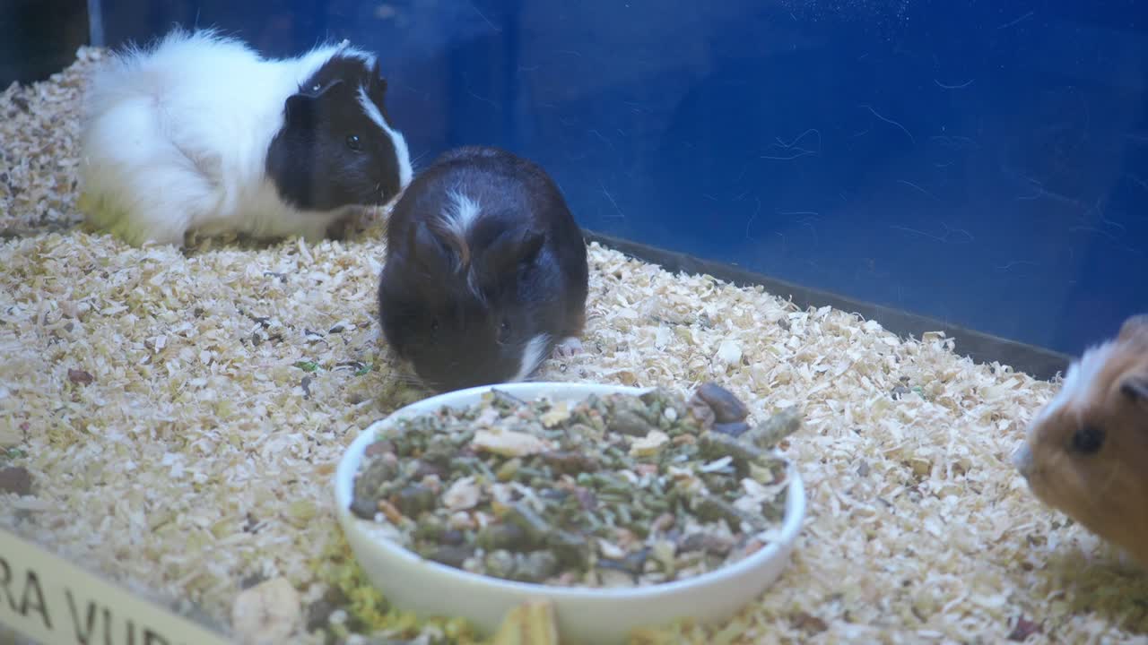 Guinea Pigs in a Cage
