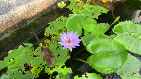 time-lapse of water lilies opening in sunlight