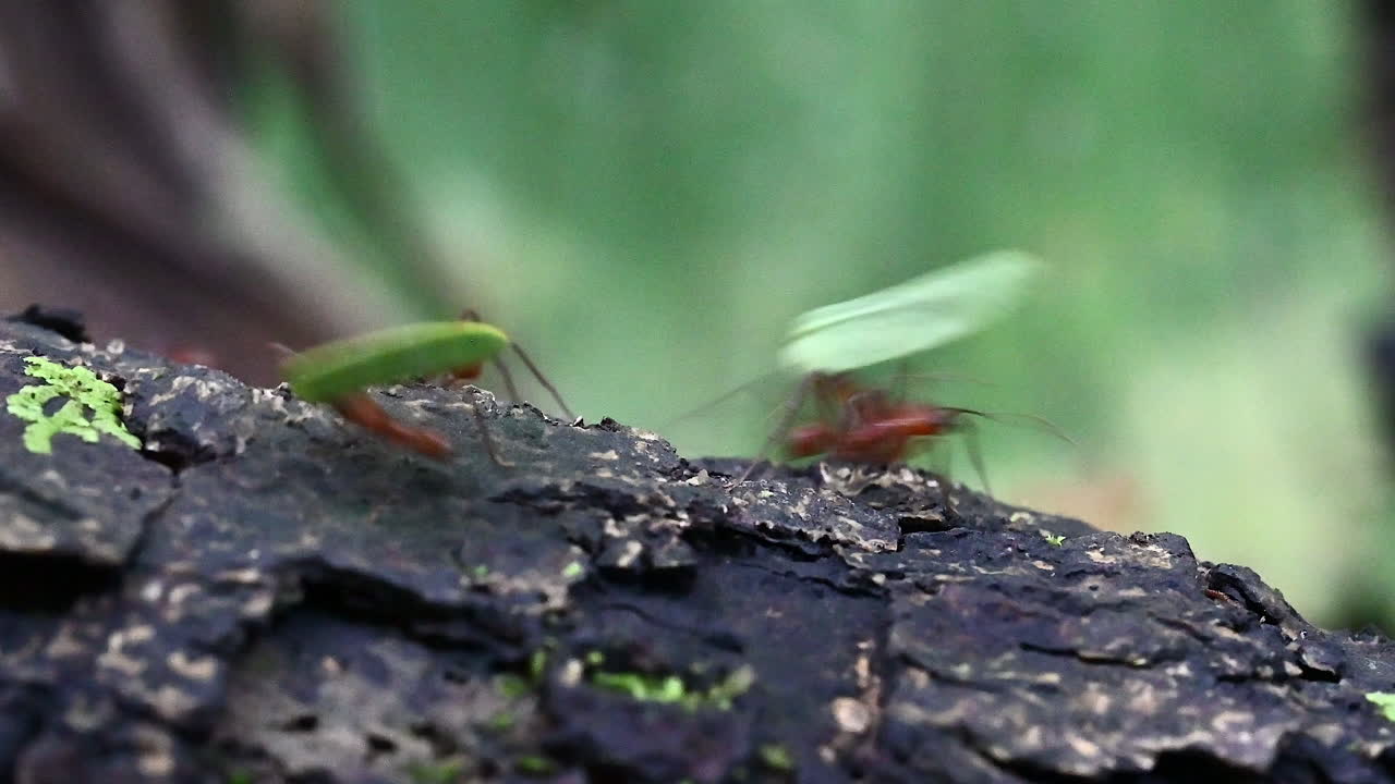 Leafcutter ants carrying pieces of leaves over a treestump in the rainforest, real speed close-up
