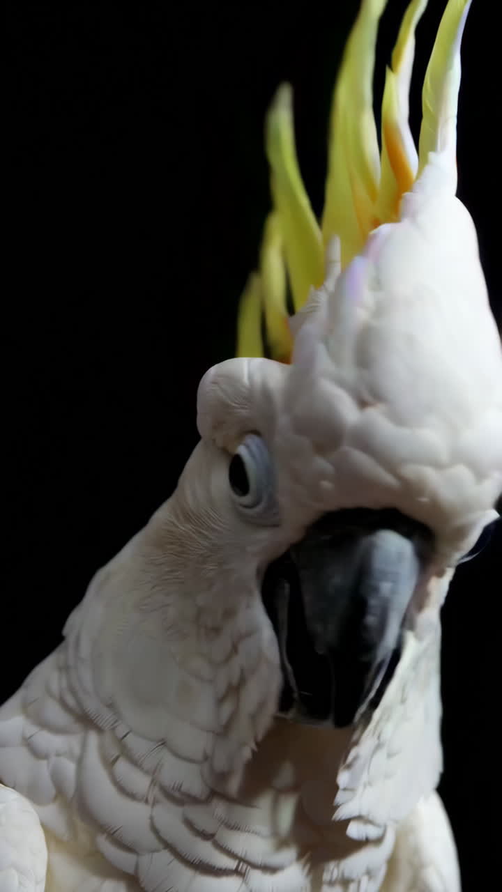 Closeup of a White Cockatoo