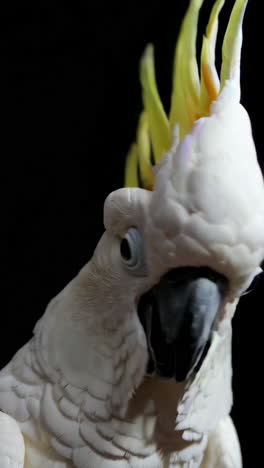 closeup of a white cockatoo