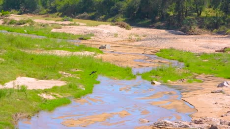 wetland ecosystem from kruger in national park, south africa