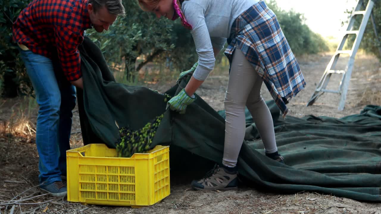 agricultores que ponen las aceitunas cosechadas en cajas
