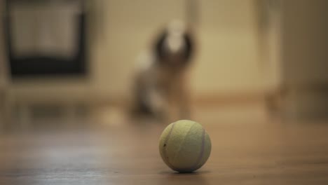 dog waiting for tennis ball