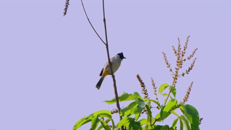 perched vertically then flies away to the right after seeing some food to eat, sooty-headed bulbul pycnonotus aurigaster , thailand