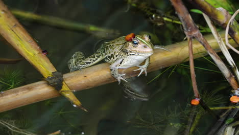 Rana-De-Estanque-Daruma-En-Un-Estanque-De-Agua-Con-La-Boca-Abierta-Cantando