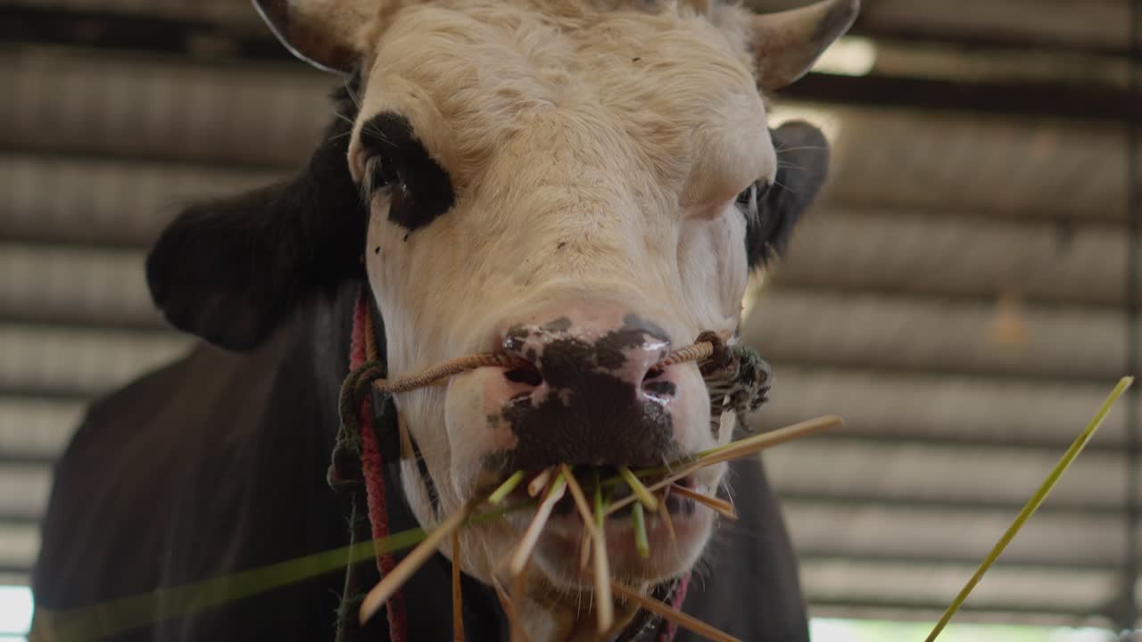 Gros plan d'une tête de vache avec de petites cornes, fixant l'appareil photo et mangeant du foin dans une grange