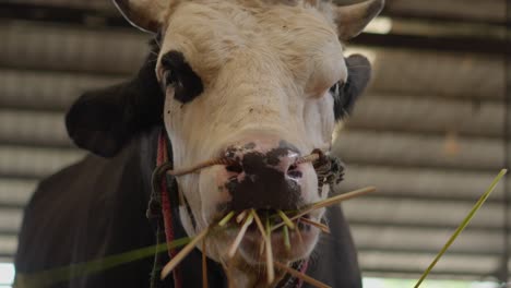 close up view of cow head with small horns stare toward camera and eating hay in barn