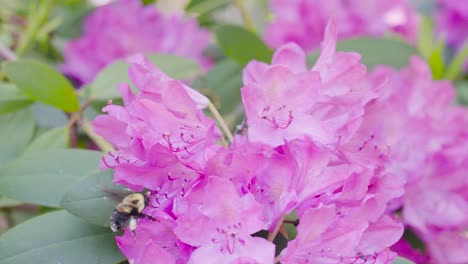 un abejorro volando a lo largo de un arbusto de rododendro