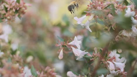 hairy english bumblebee drinking nectar pollenating beautiful white flower linnaea grandiflora slow motion bombus pascorum