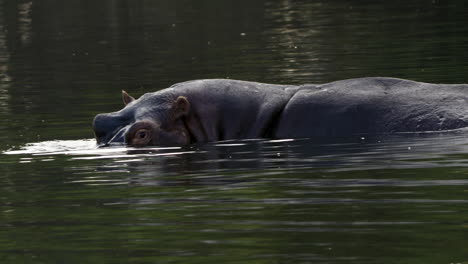 hippopotamus in the river