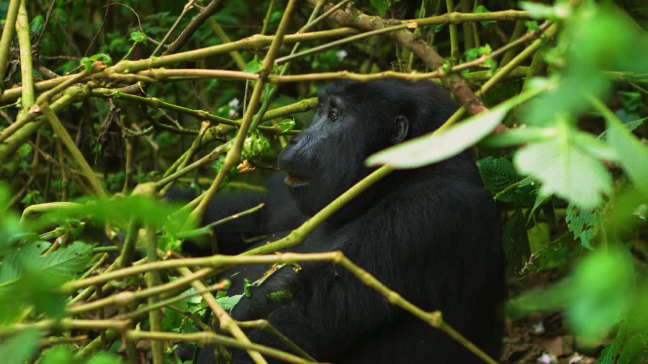 Gorilla femmina splendidamente elegante che mangia in natura nella foresta pluviale africana.