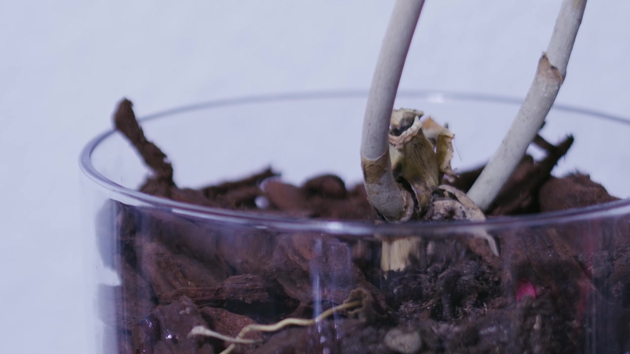 Some dried soil in a transparent plastic jar.