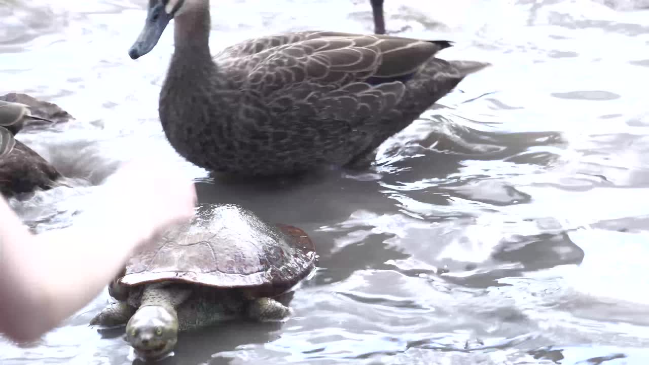 Turtles and ducks feeding in a lagoon