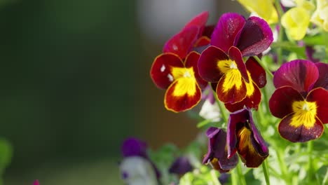 Close-up-of-Viola-plants-in-hanging-basket-in-springtime