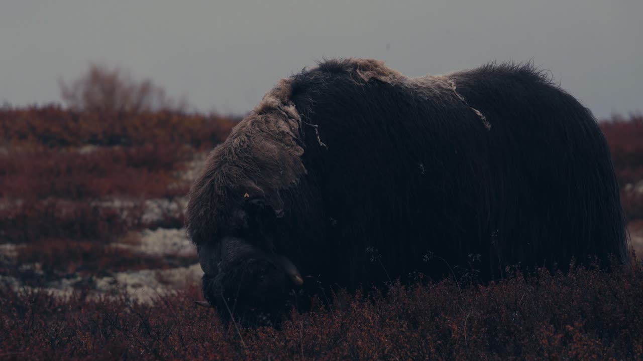 cerca de buey almizclero toro comiendo y pastando en la tundra durante el otoño en dovrefjell, noruega