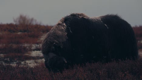 close up of musk ox bull eating and grazing in tundra during autumn in dovrefjell, norway