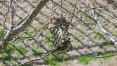 Hembra-Cardenal-Del-Norte-Y-Carolina-Wren-Compartiendo-Una-Comida-En-Un-Comedero-Para-Pájaros-Sebo-Durante-El-Invierno-Tardío-En-Carolina-Del-Sur