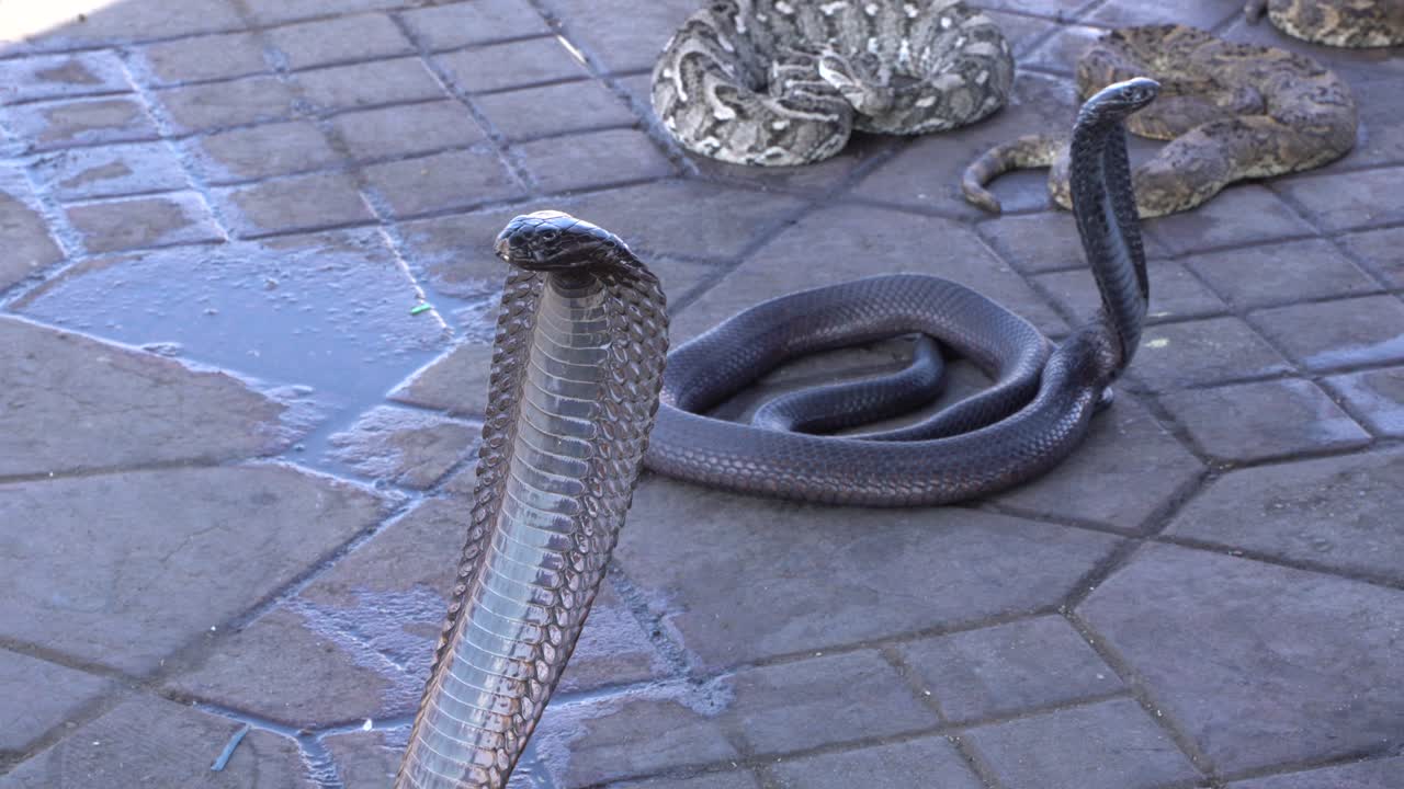 cerca de una peligrosa cobra de pie, marruecos, marrakech