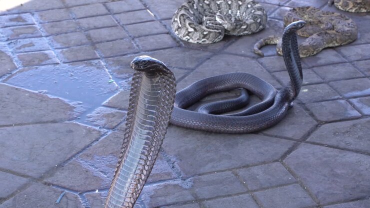 Close-up van een dreigende cobra die rechtop staat, Marokko, Marrakesh.