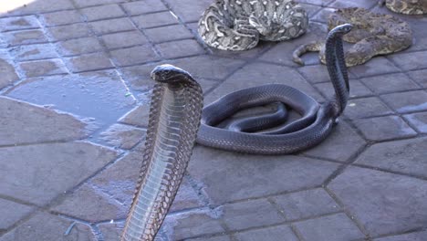 Close-up-of-a-dangerous-cobra-standing,-Morocco,-Marrakech