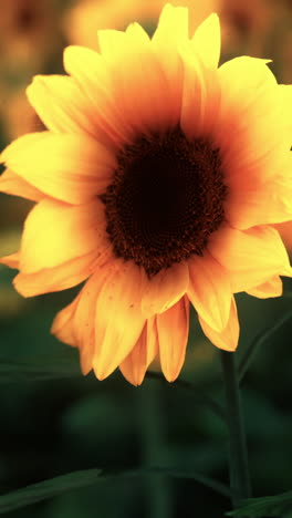 close-up of a vibrant yellow sunflower