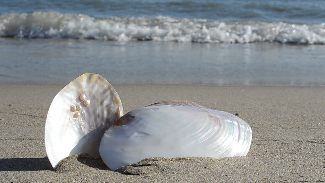 Cockleshells on sand, the beach. Shooting on the beach