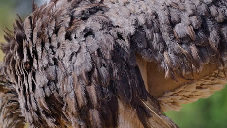 close-up of an ostrich's feathers