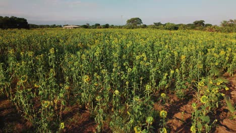 Sonnenblumenfarm-Bei-Sonnenuntergang-Mit-üppigen-Grünen-Blättern-Auf-Einem-Bauernhof-In-Afrika