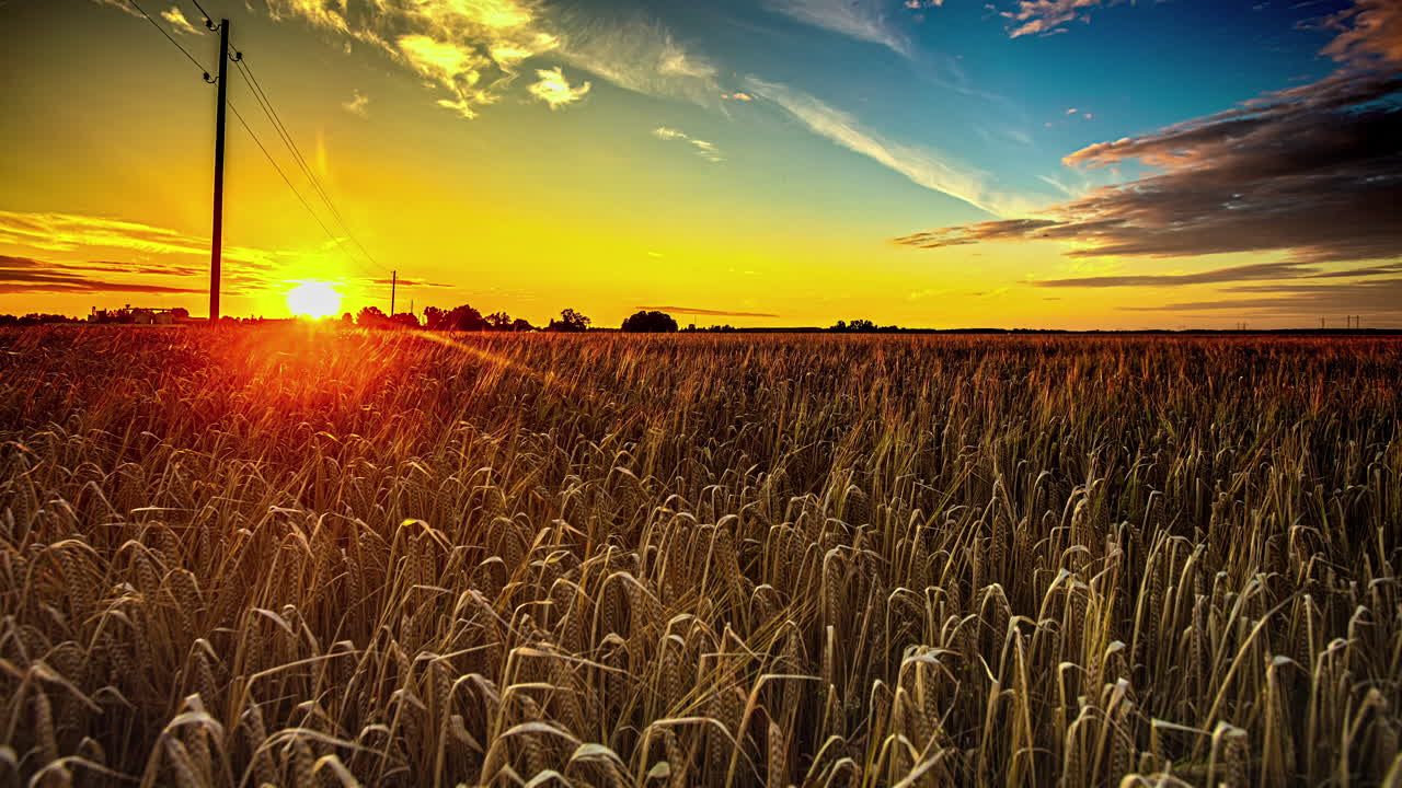 Campo di grano illuminato da un cielo al tramonto giallo dorato