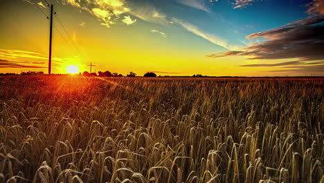 wheat farm field illuminated with yellow golden sunset sky