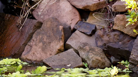 Cacerola-En-El-Tiempo-A-Través-Del-Estanque-Con-Remolinos-De-Plantas,-Rocas-Y-Peces-Koi-Atravesando-El-Agua