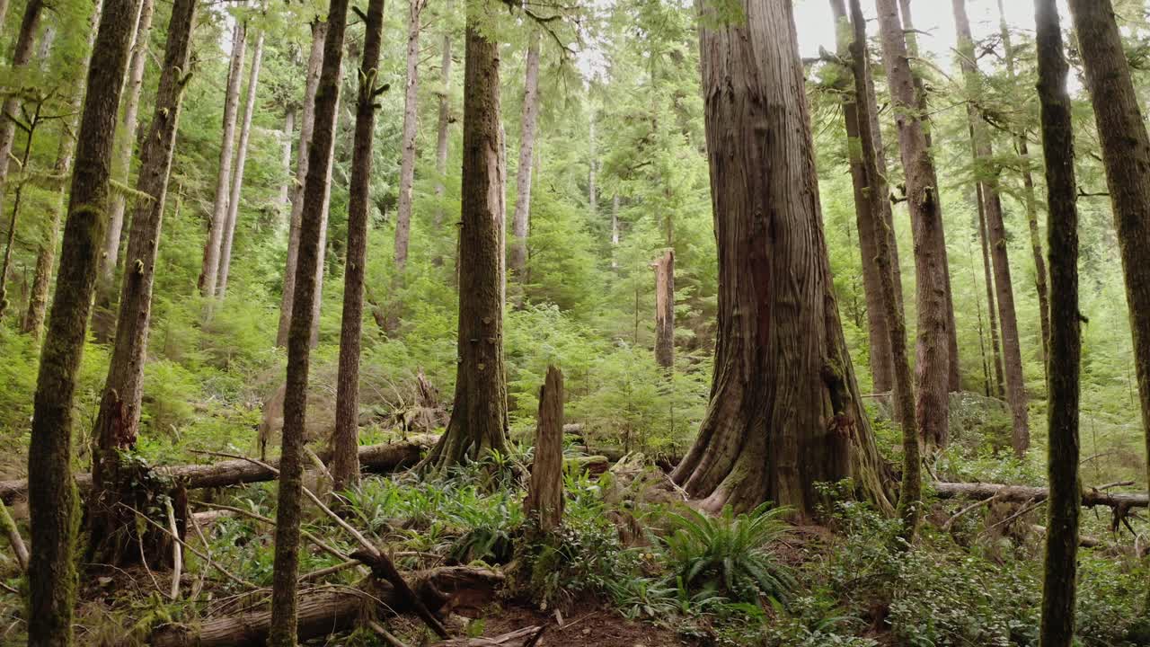 un dron de bajo vuelo empuja hacia un cedro rojo occidental gigante en un bosque antiguo cerca de port renfrew, columbia británica-1
