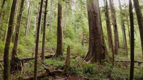 Low-flying-drone-push-toward-giant-western-red-cedar-in-an-old-growth-forest-near-Port-Renfrew,-British-Columbia-1