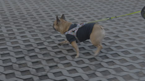 bulldog francés caminando con una correa automática usando una sudadera negra