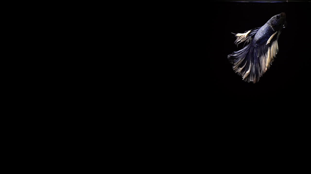 vibrante y colorido pez luchador siamés betta splendens, también conocido como pez luchador tailandés o betta, un popular pez de acuario en cámara súper lenta sobre fondo negro