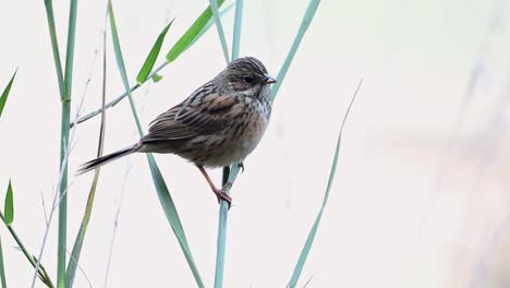 Rock-bunting-on-Perch-in-Mountain-Area