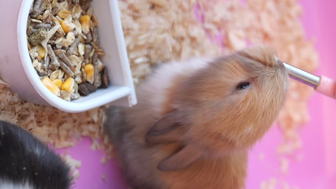 A rabbit eating and drinking in its cage