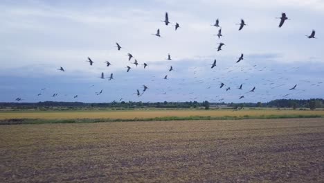 vista aérea de una gran bandada de grullas comunes volando sobre los campos agrícolas, vida silvestre, migración de aves de otoño, día de otoño nublado, tiro de drones de gran angular avanzando