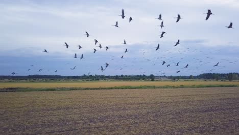 aerial view of a large flock of common cranes flying over the agricultural fields, wildlife, autumn bird migration, overcast autumn day, wide angle drone shot moving forward