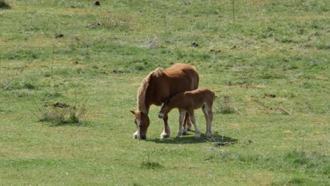 Eine-Stute-Mit-Ihrem-Fohlen-Auf-Einer-Grünen-Wiese-Im-Norden-Spaniens