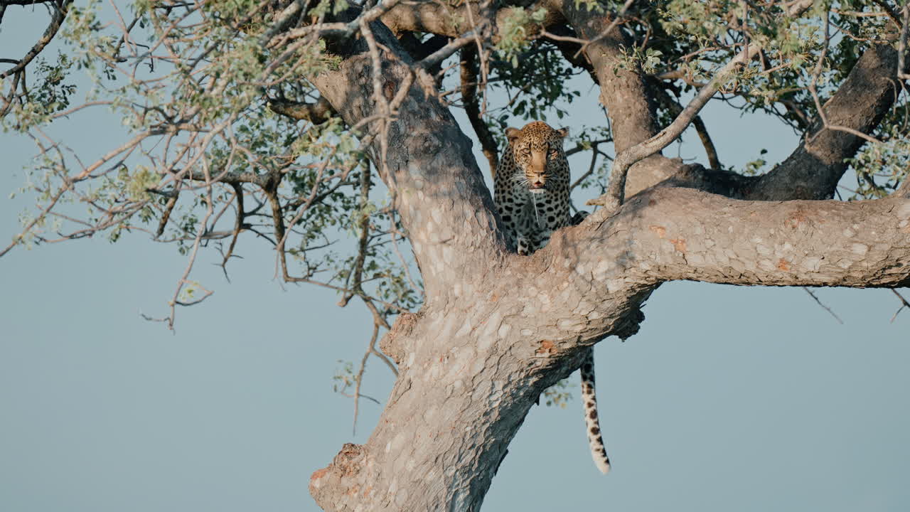 Leopard in a Tree