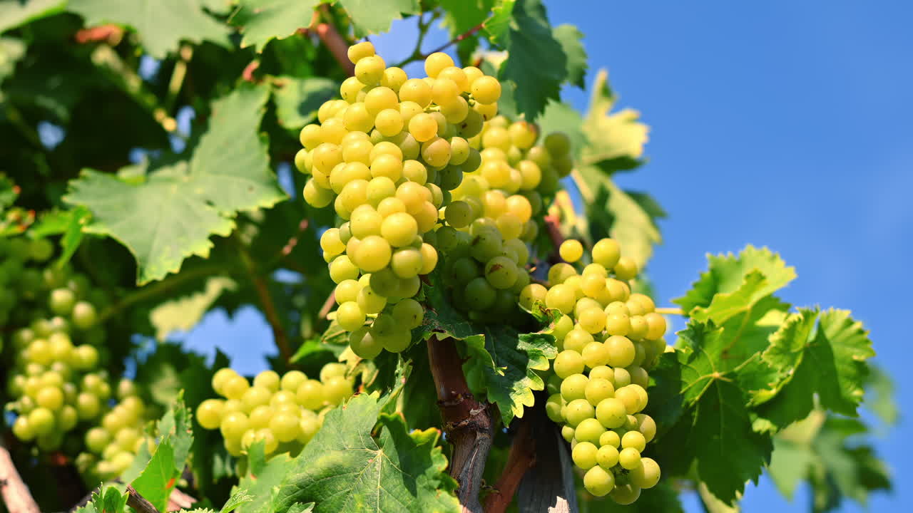 Green grapes hang in clusters on vines in a bright vineyard under a clear blue sky. The sun shines, highlighting the lush leaves and ripening fruit ready for harvest