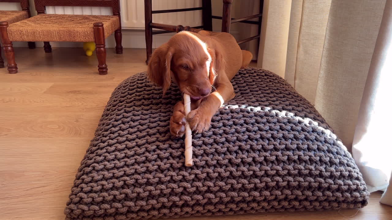 실내에서 츄스틱을 가지고 노는 헝가리 비즐라 강아지