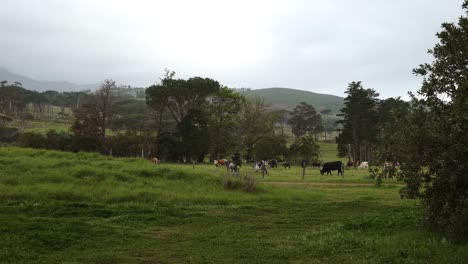 herd of cow cattle standing in vergelegen wine farm overcast meadow grazing