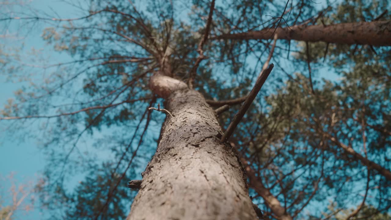 Tall tree trunk stretching upwards against a bright blue sky in a forest setting