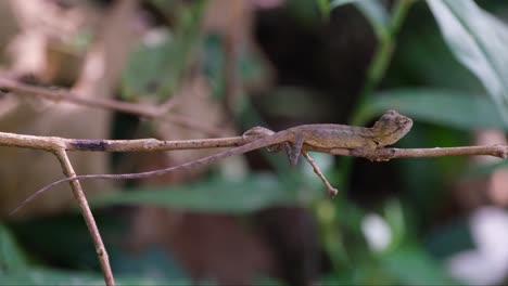 seen facing tot he right while resting the full length of its body on a twig while looking towards the forest, oriental garden lizard calotes versicolor, thailand