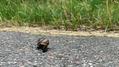 caracol en el pavimento por un poco de hierba