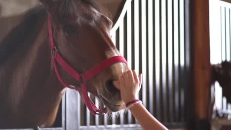 close up shot of a person feeding and petting a brown horse