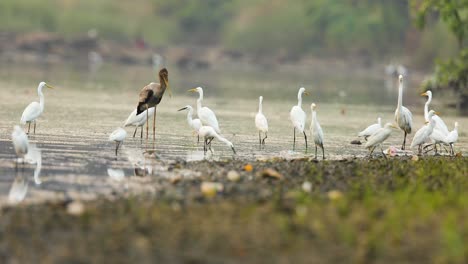 on a late evening a big flock of egrets little, median and large feed on the river joined by a sub adult painted stork as the water flows by in the river in india